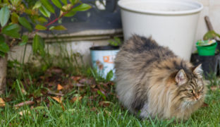 Unerwünschte Katzen aus dem Garten vertreiben Unerwünschte Katzen aus dem Garten vertreiben