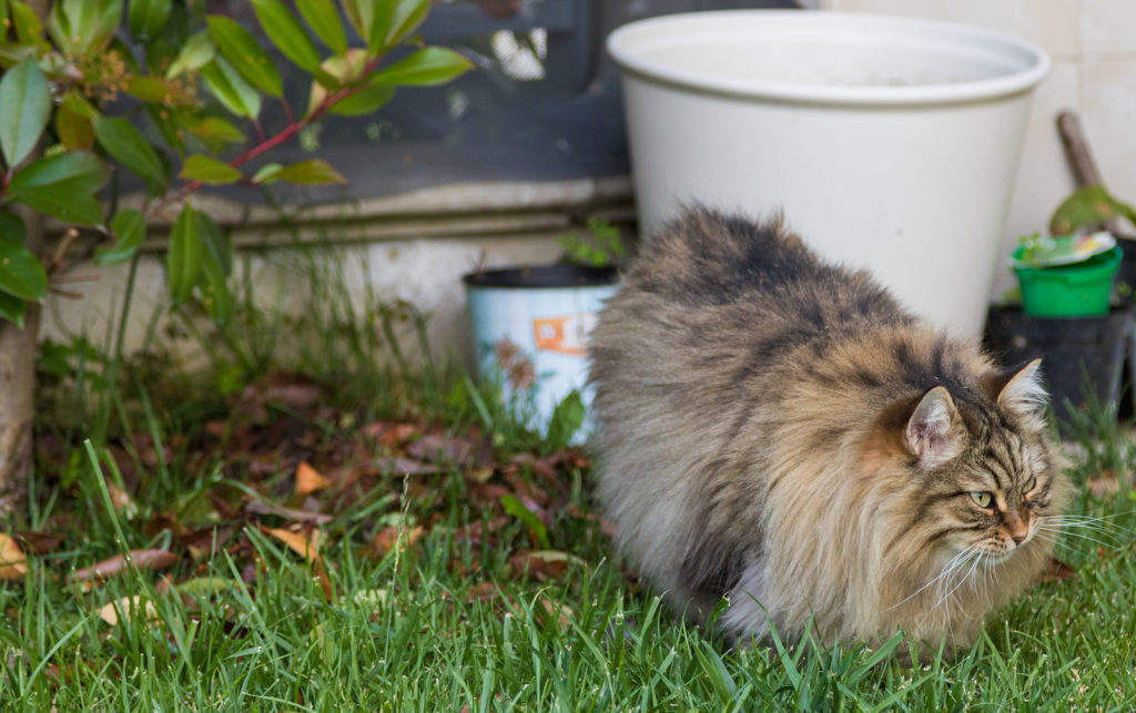 Katzen vertreiben: Diese Mittel helfen gegen fremde Katzen im