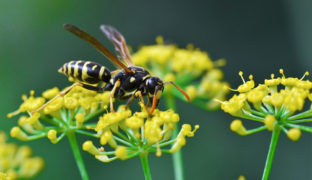 Wespen aus dem Garten vertreiben