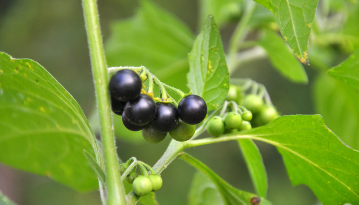 Giftige Gartenpflanzen: